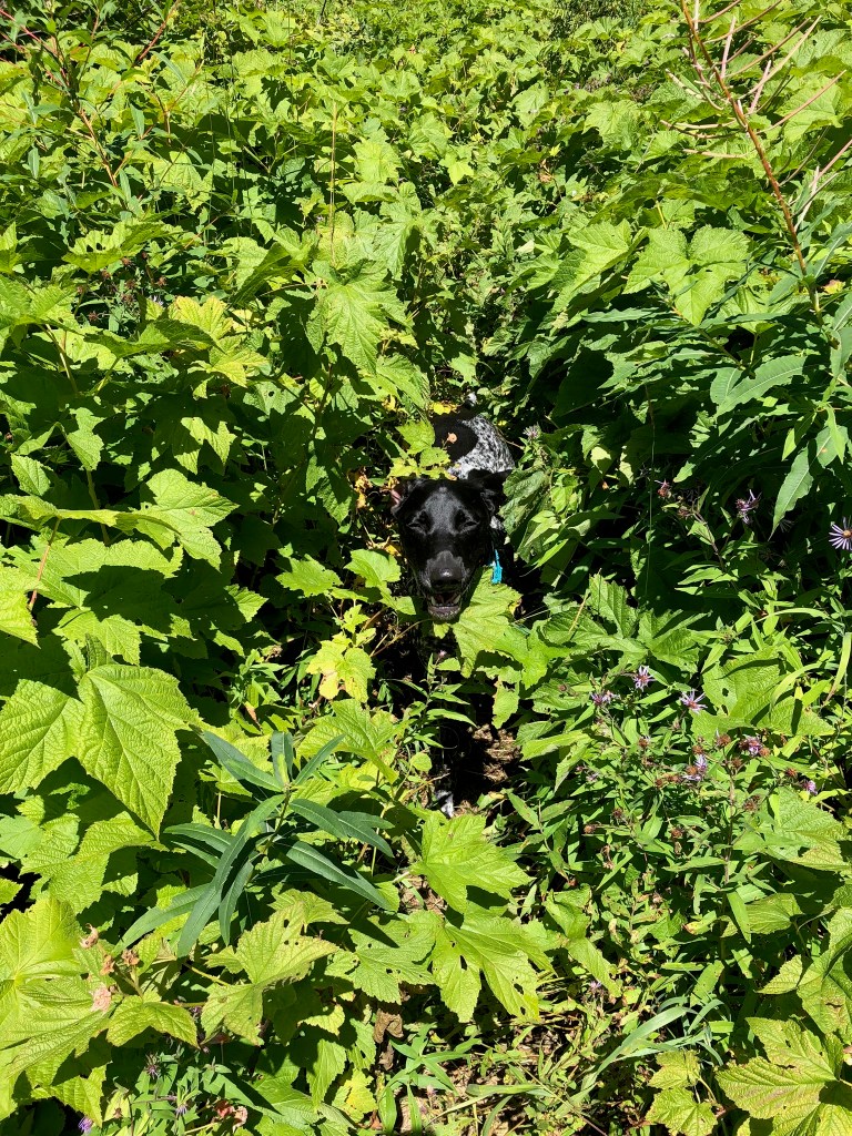 dome rock peak, Detroit Oregon, hike, pnw