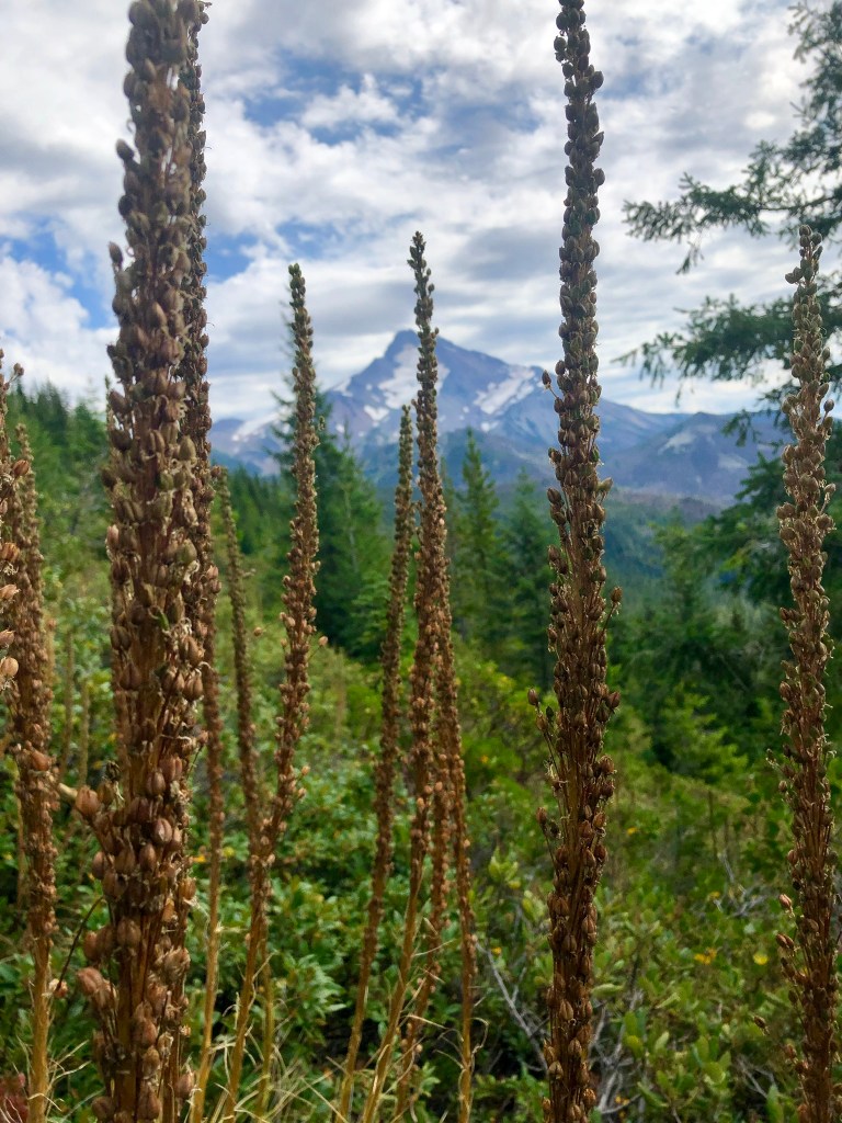 mount jefferson, bear grass, oregon, detroit, hike